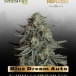 Blue Dream Auto (Feminized) - Seedsman