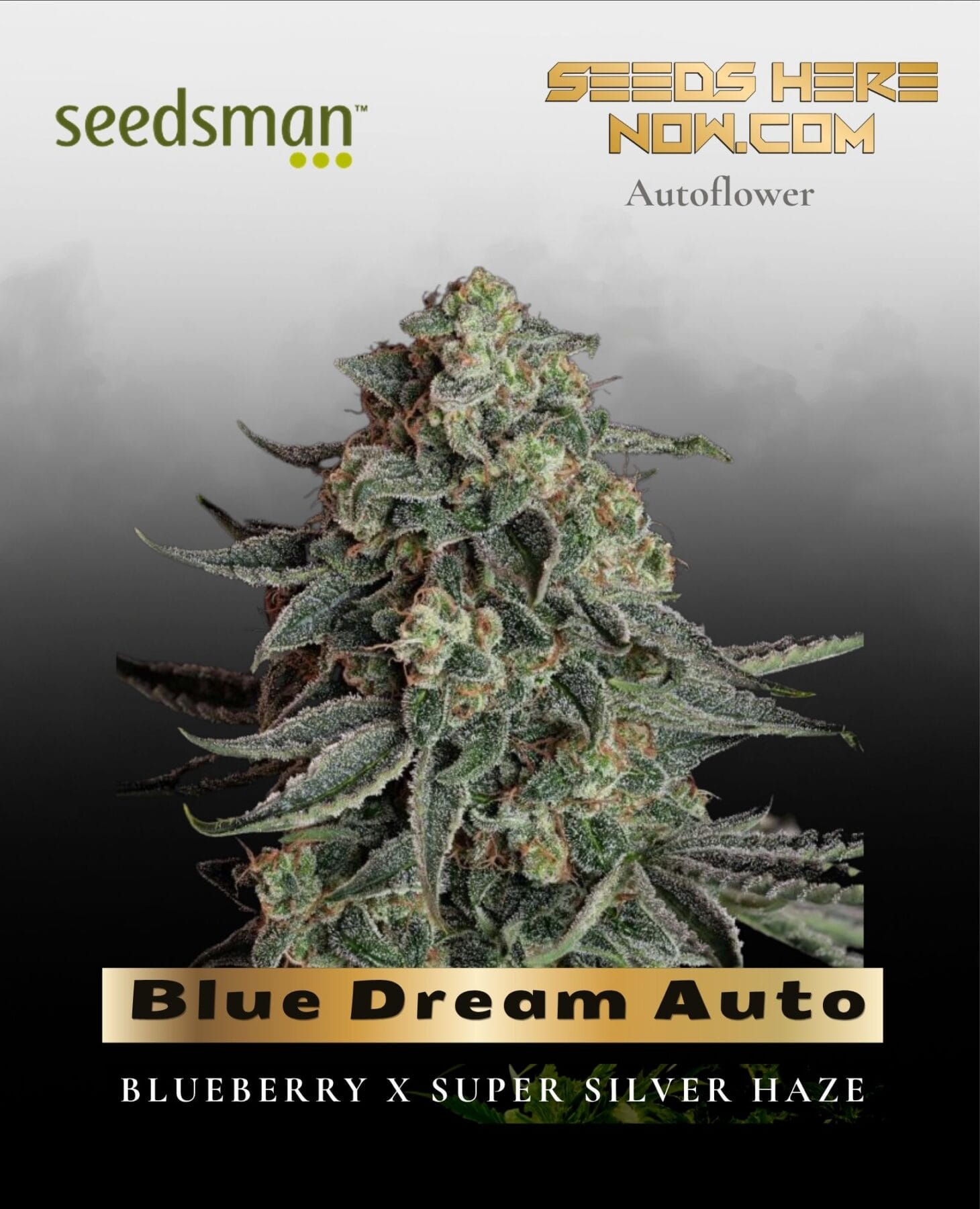 Blue Dream Auto (Feminized) - Seedsman