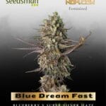 Blue Dream Fast (Feminized) - Seedsman