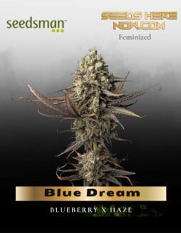 Blue Dream (Feminized) (space) Seedsman
