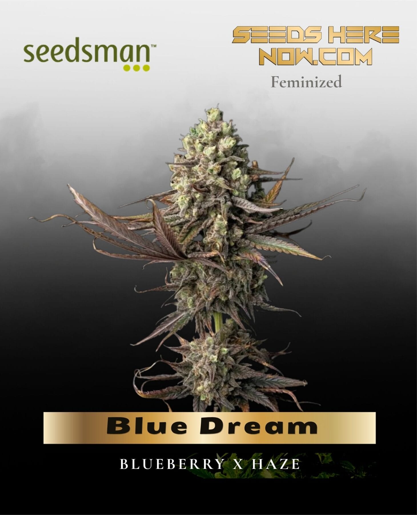 Blue Dream (Feminized) - Seedsman