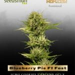 Blueberry Pie F1 Fast (Feminized) - Seedsman