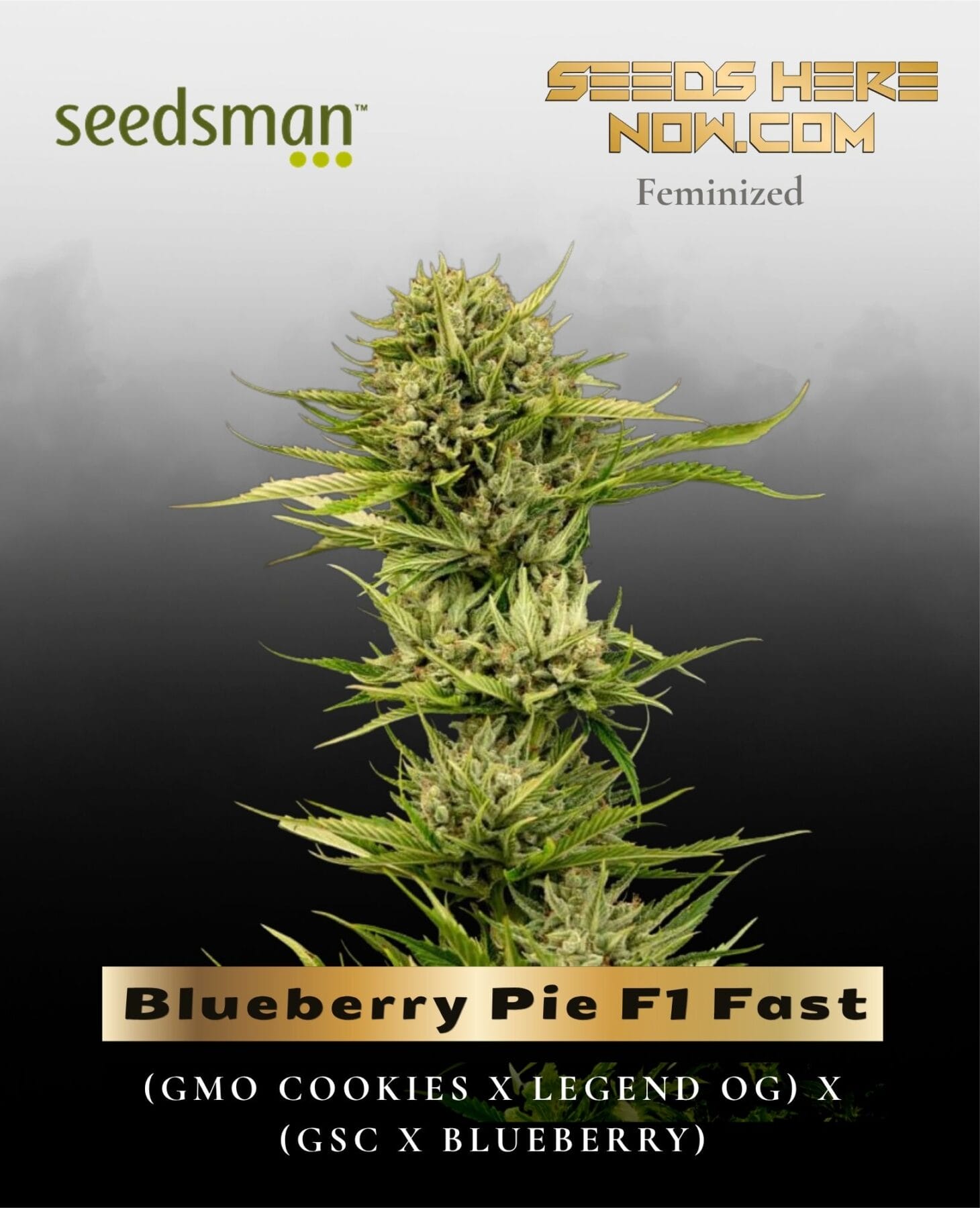 Blueberry Pie F1 Fast (Feminized) - Seedsman