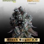Black Sugar 2.0 (Feminized) - Seedsman
