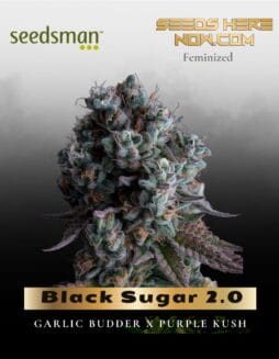 Black Sugar 2.0 (Feminized) (space) Seedsman