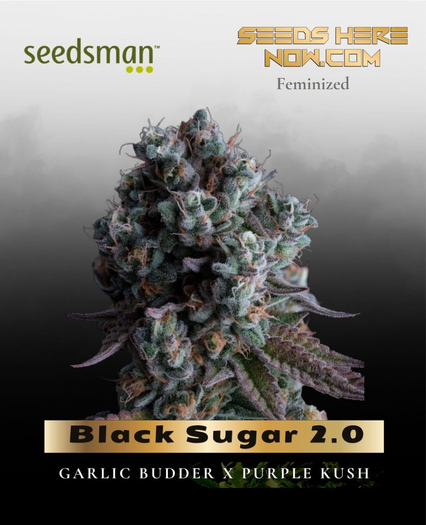 Black Sugar 2.0 (Feminized) - Seedsman