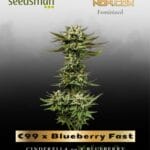 C99 x Blueberry Fast (Feminized) - Seedsman