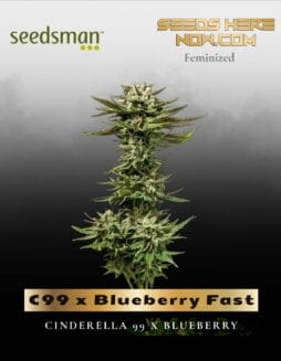 C99 x Blueberry Fast (Feminized) (space) Seedsman