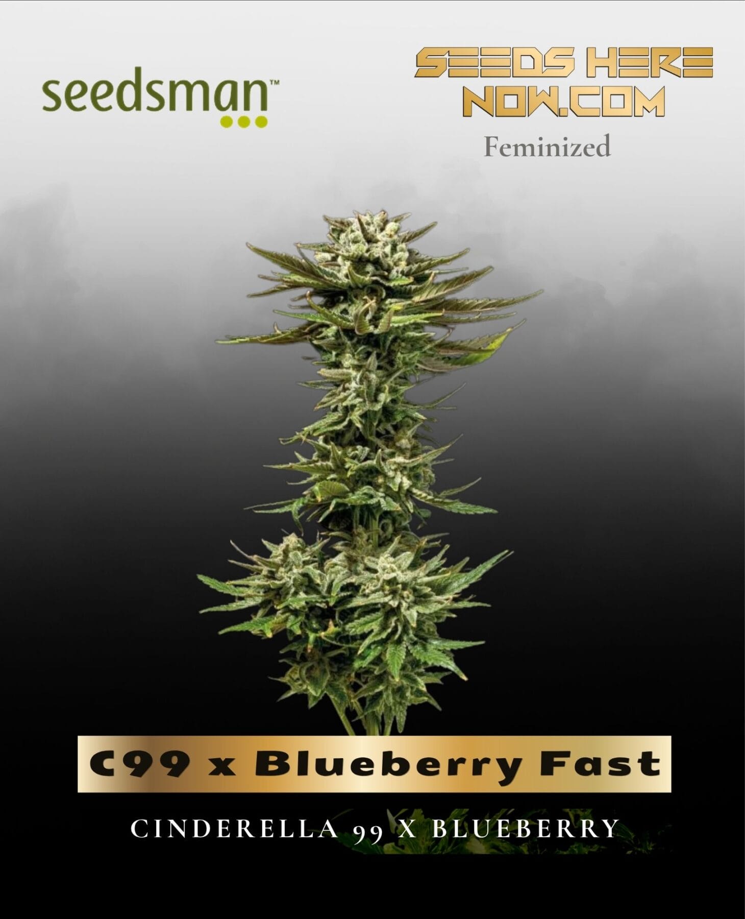 C99 x Blueberry Fast (Feminized) - Seedsman