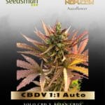 CBDV 1:1 Auto (Feminized) - Seedsman
