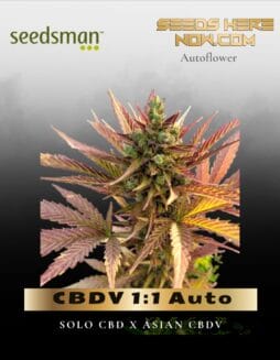 CBDV 1:1 Auto (Feminized) (space) Seedsman
