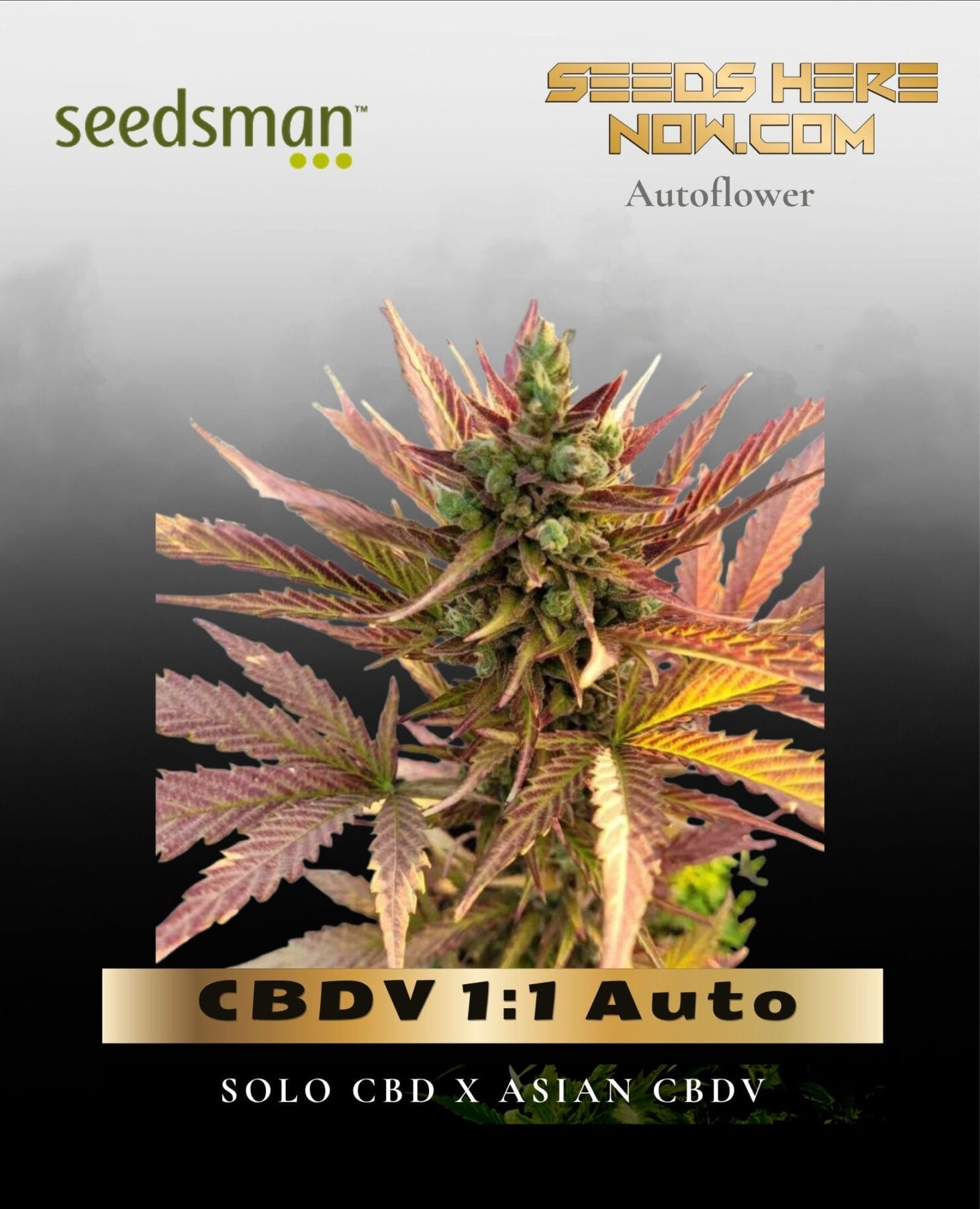 CBDV 1:1 Auto (Feminized) - Seedsman