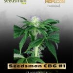 Seedsman CBG #1 (Feminized) - Seedsman