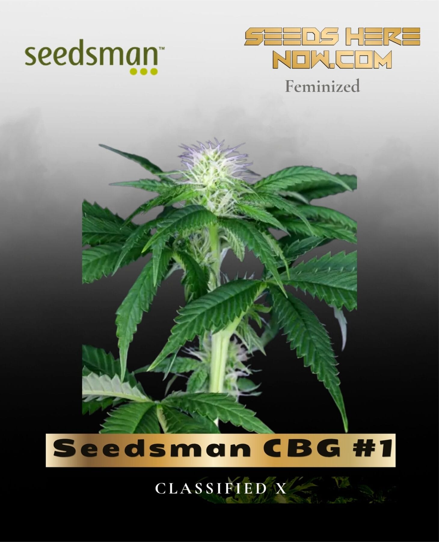 Seedsman CBG #1 (Feminized) - Seedsman
