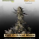 Cali Critical Mass (Feminized) - Seedsman