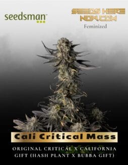 Cali Critical Mass (Feminized) (space) Seedsman