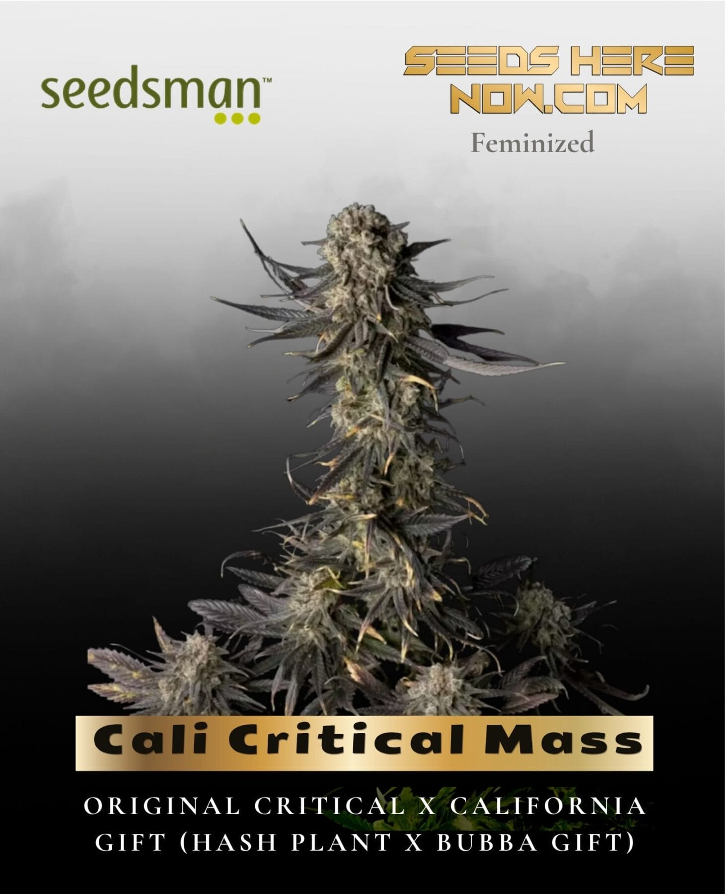 Cali Critical Mass (Feminized) - Seedsman