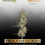 Chem Cookies Auto (Feminized) - Seedsman