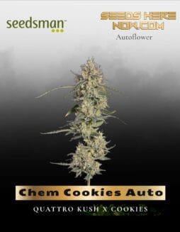 Chem Cookies Auto (Feminized) (space) Seedsman