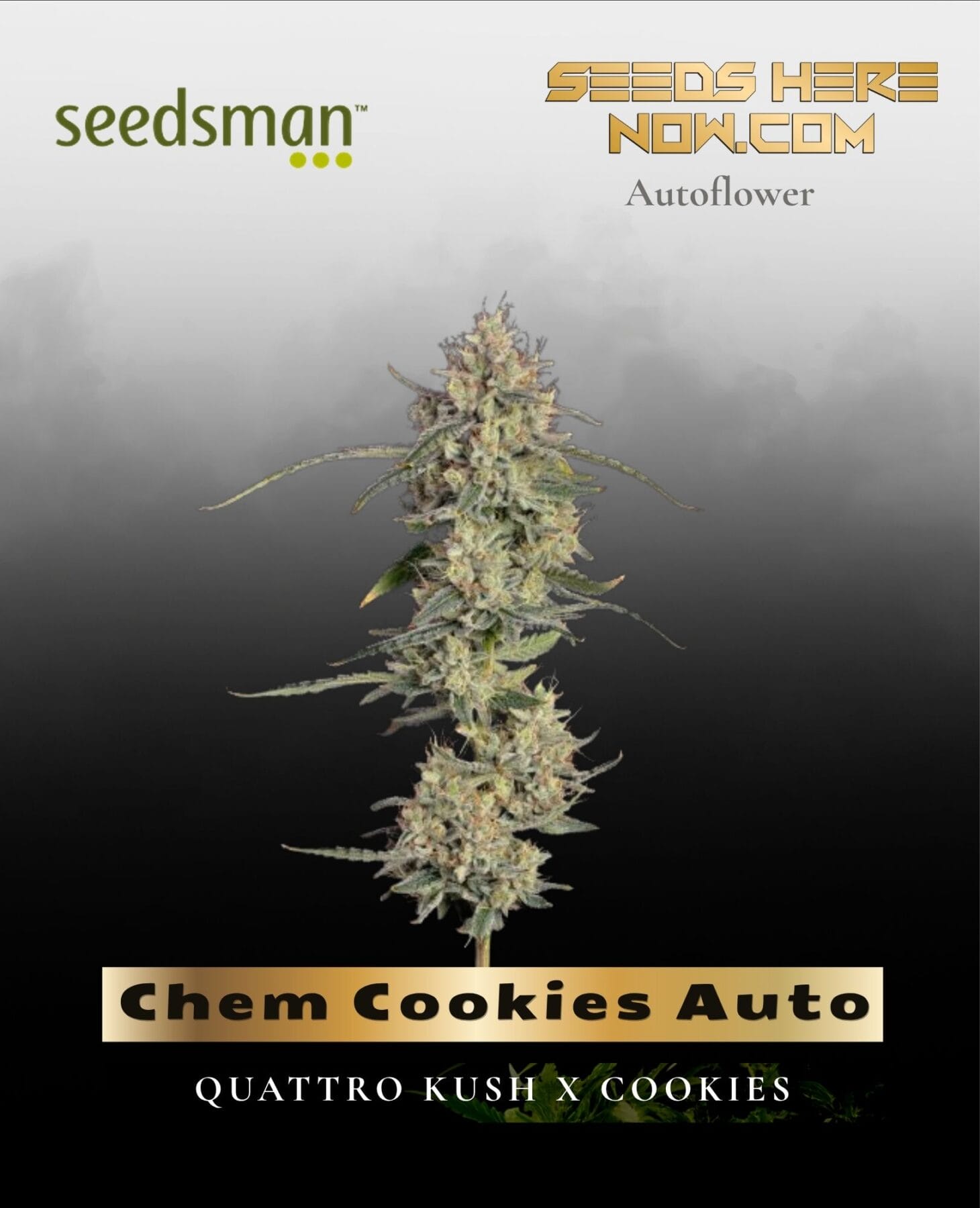 Chem Cookies Auto (Feminized) - Seedsman