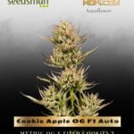 Cookie Apple OG F1 Auto (Feminized) - Seedsman