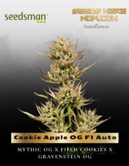 Cookie Apple OG F1 Auto (Feminized) (space) Seedsman