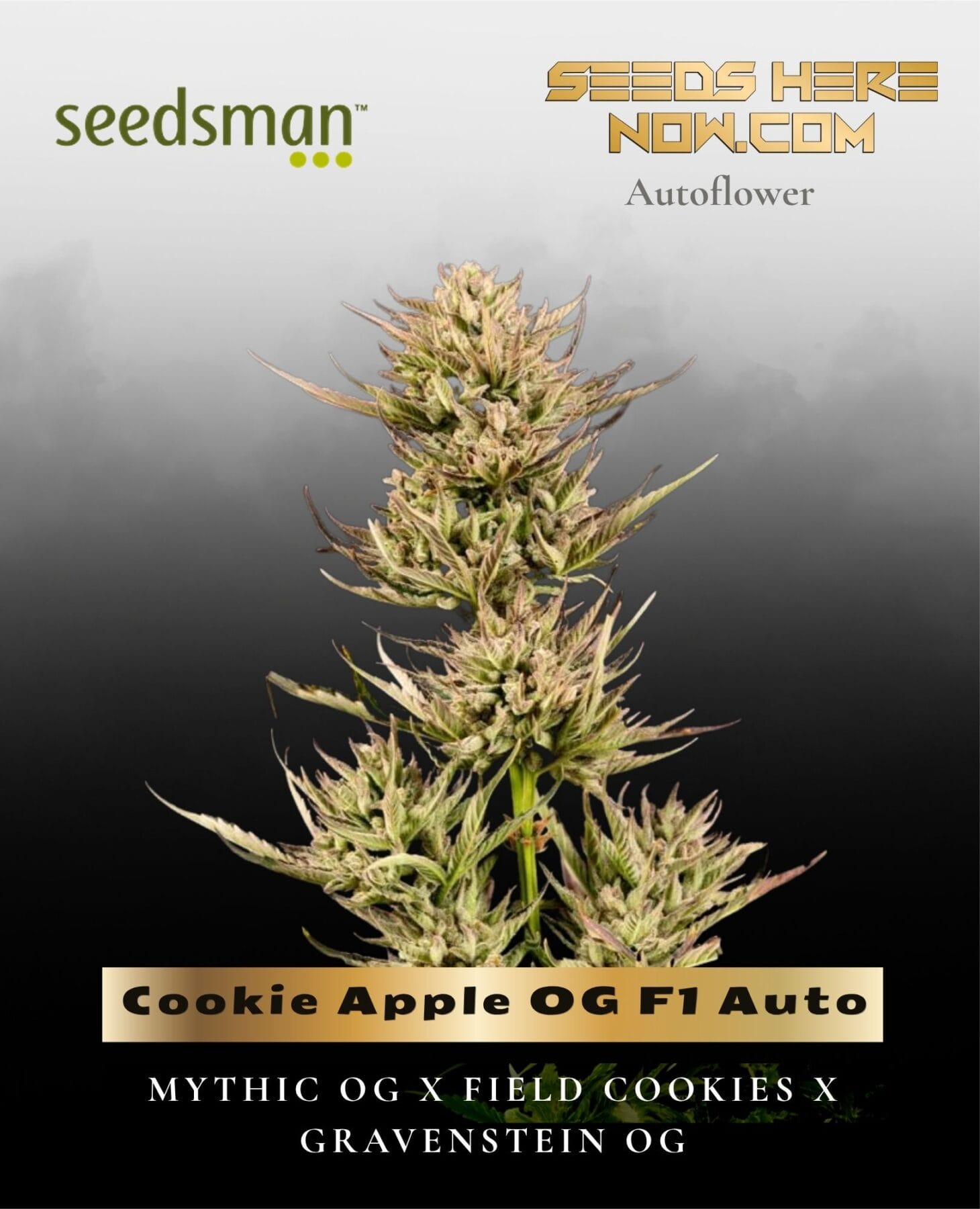 Cookie Apple OG F1 Auto (Feminized) - Seedsman