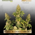 Doctor Seedsman CBD 30:1 (Feminized) - Seedsman