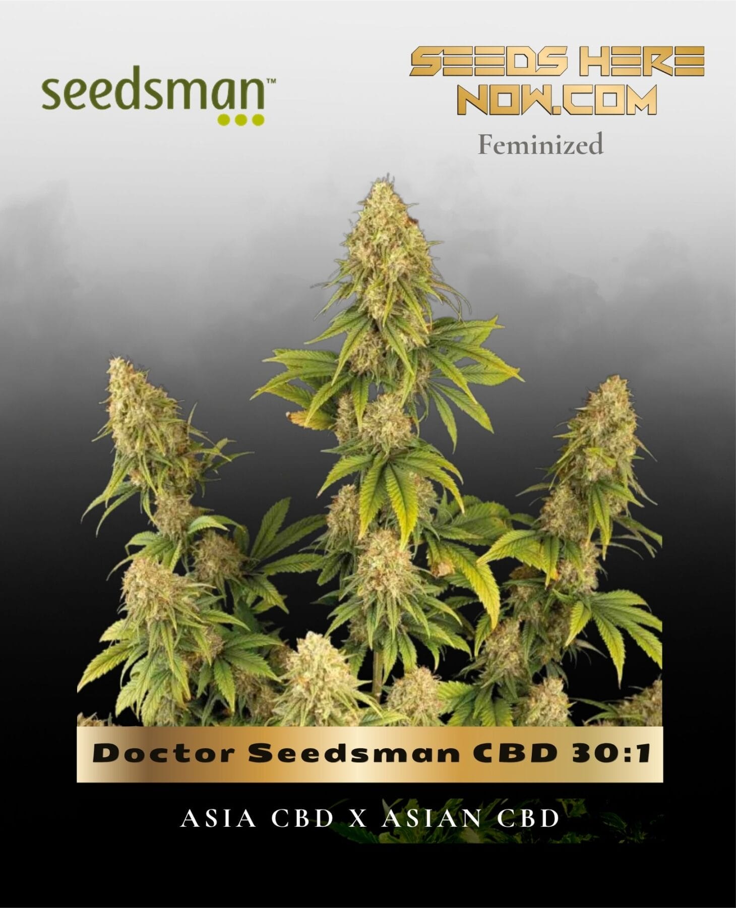 Doctor Seedsman CBD 30:1 (Feminized) - Seedsman