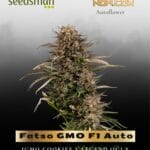 Fatso GMO F1 Auto (Feminized) - Seedsman