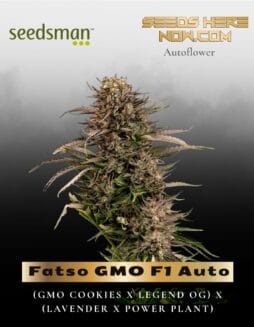 Fatso GMO F1 Auto (Feminized) (space) Seedsman