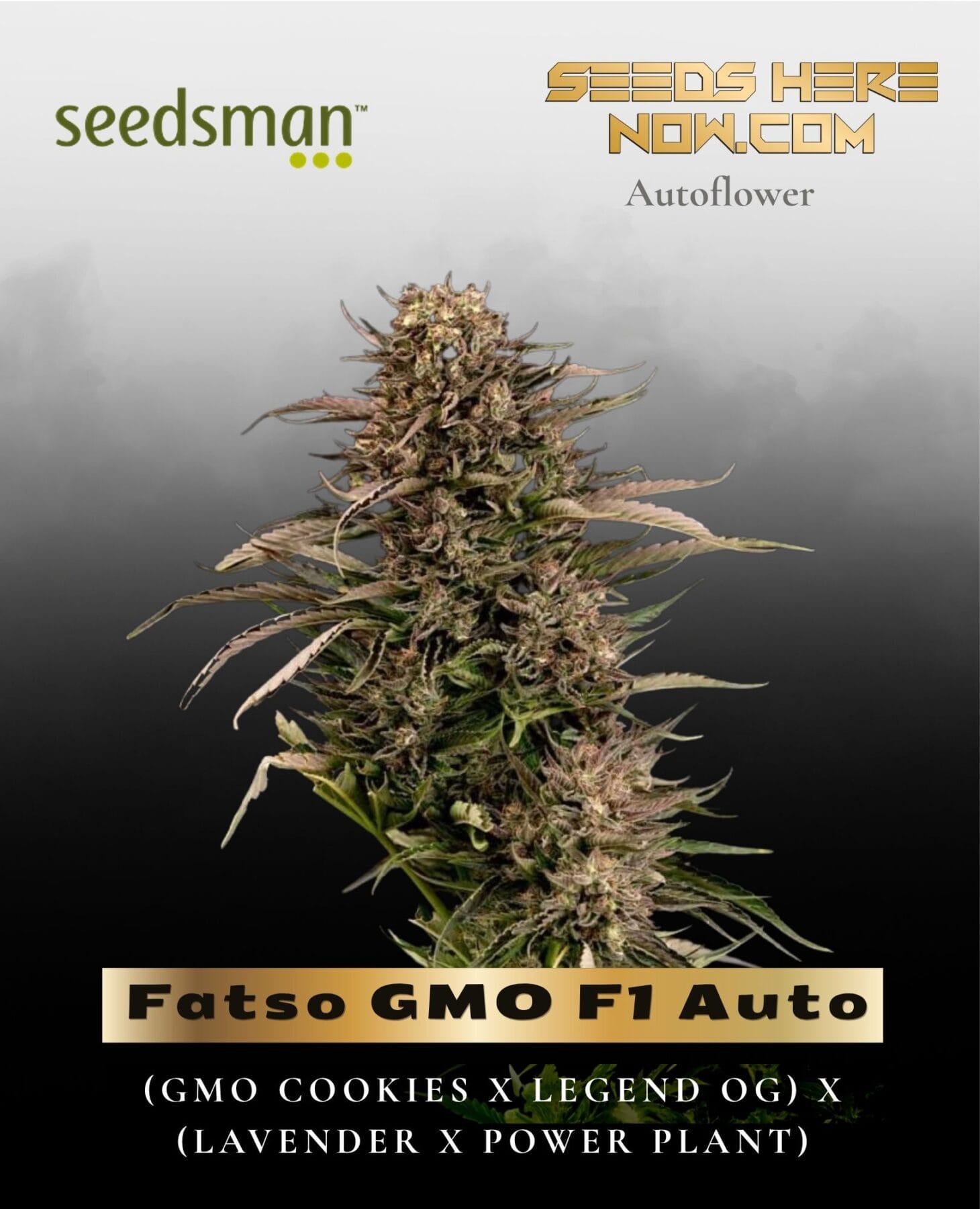 Fatso GMO F1 Auto (Feminized) - Seedsman