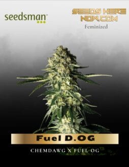 Fuel D.OG (Feminized) (space) Seedsman