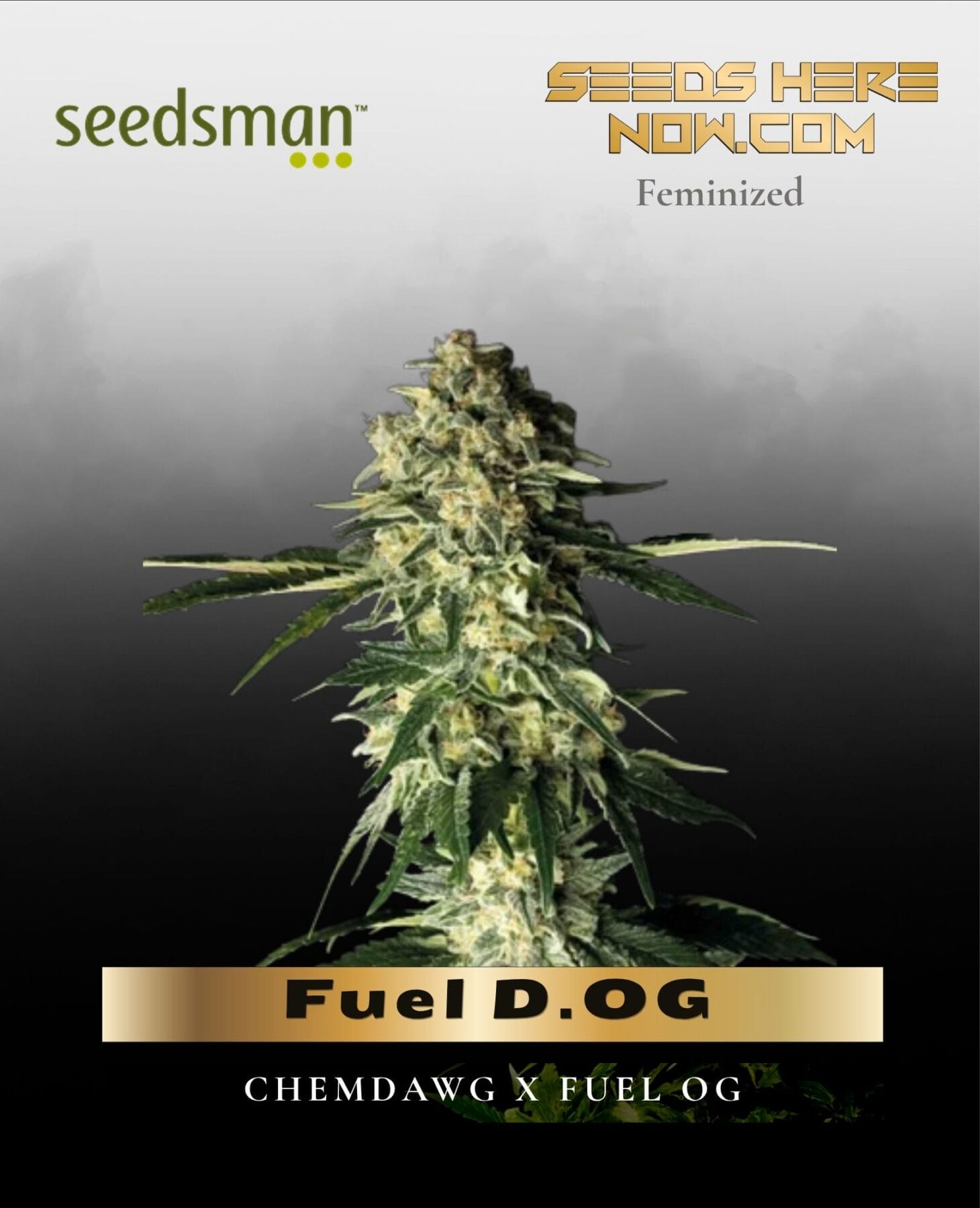 Fuel D.OG (Feminized) - Seedsman