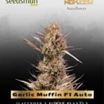 Garlic Muffin F1 Auto (Feminized) - Seedsman