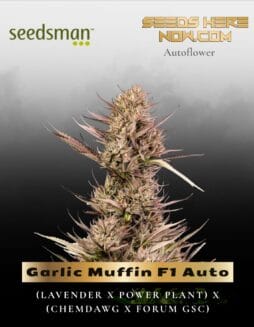 Garlic Muffin F1 Auto (Feminized) (space) Seedsman