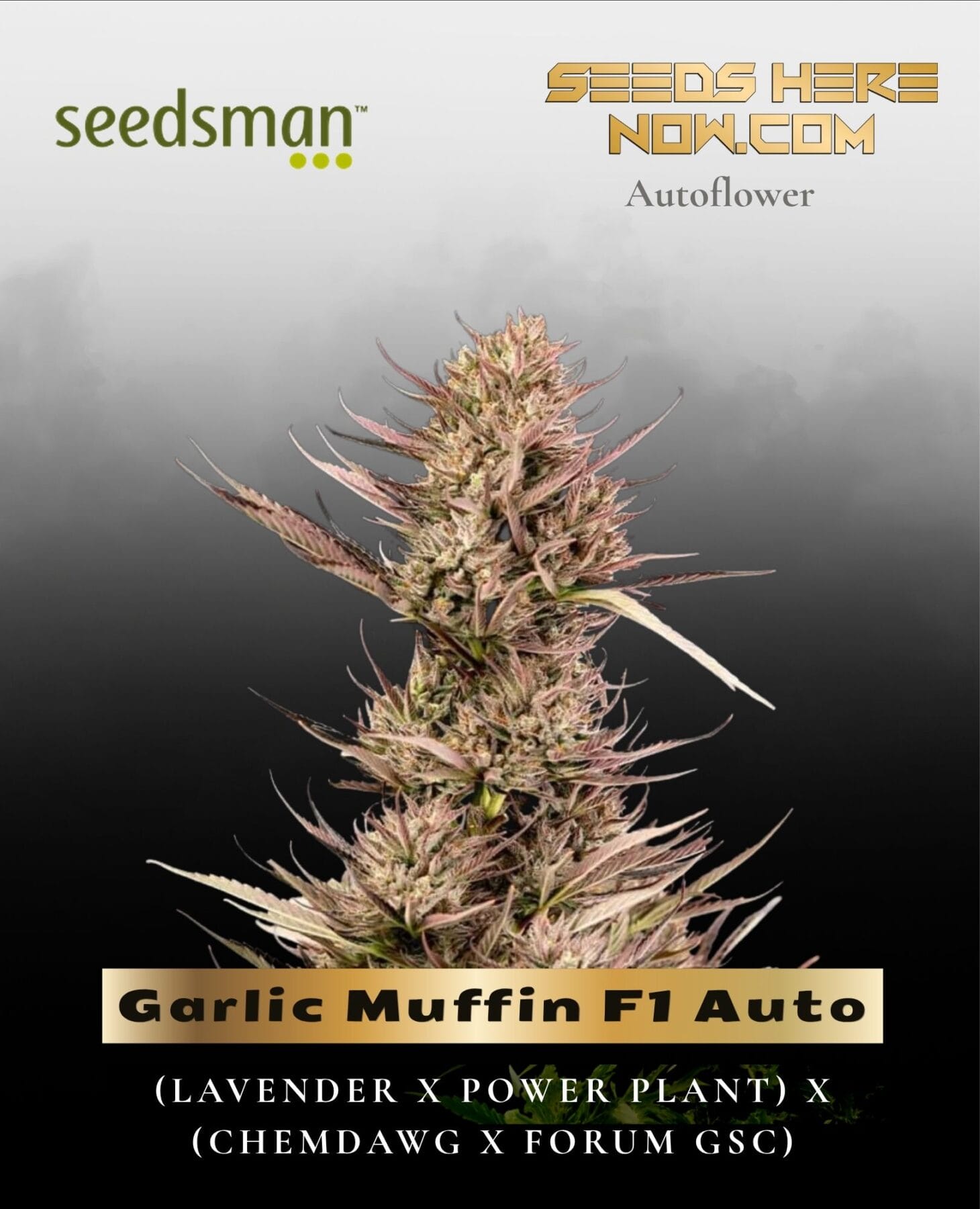 Garlic Muffin F1 Auto (Feminized) - Seedsman