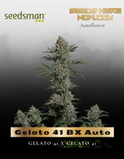 Gelato 41 BX Auto (Feminized) (space) Seedsman