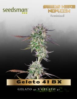 Gelato 41 BX (Feminized) (space) Seedsman