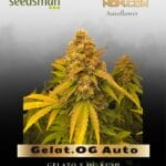 Gelat.OG Auto (Feminized) - Seedsman