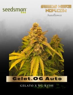 Gelat.OG Auto (Feminized) (space) Seedsman