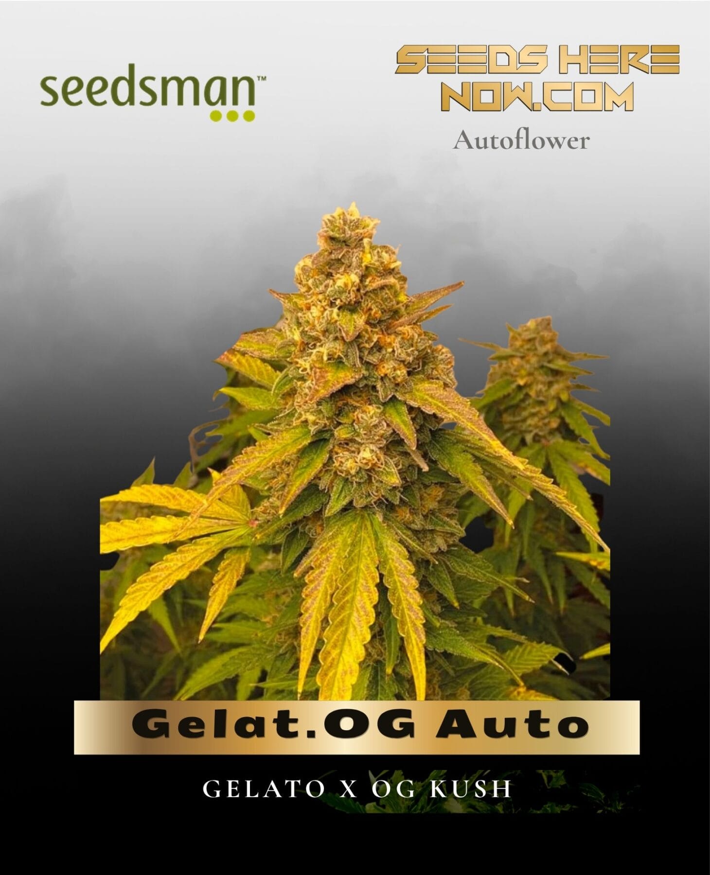 Gelat.OG Auto (Feminized) - Seedsman