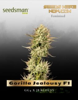 Gorilla Jealousy F1 (Feminized) (space) Seedsman