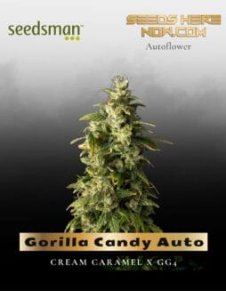 Gorilla Candy Auto (Feminized) (space) Seedsman