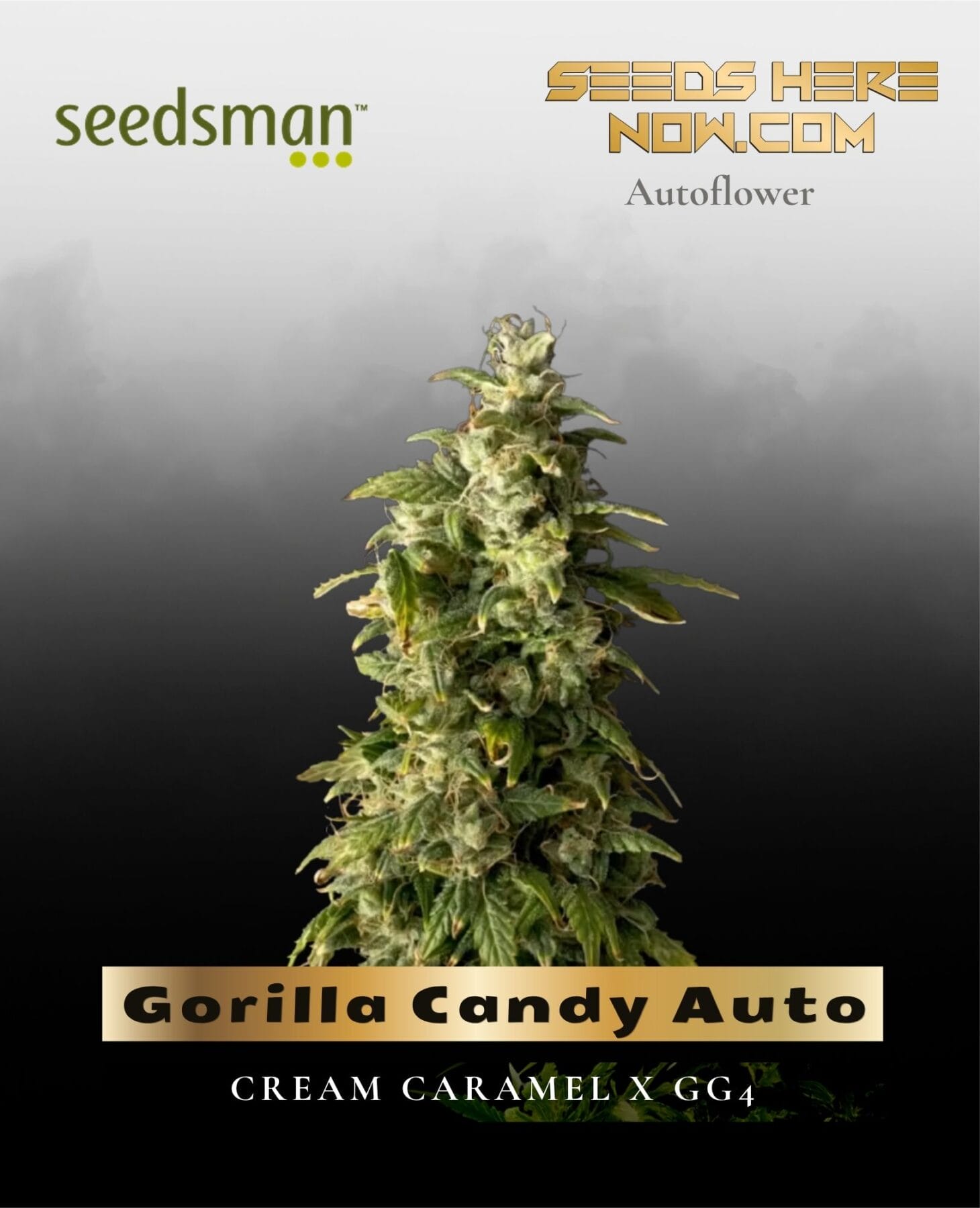 Gorilla Candy Auto (Feminized) - Seedsman