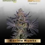 Gorilla Runtz (Feminized) - Seedsman