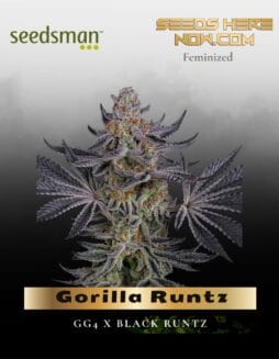Gorilla Runtz (Feminized) (space) Seedsman