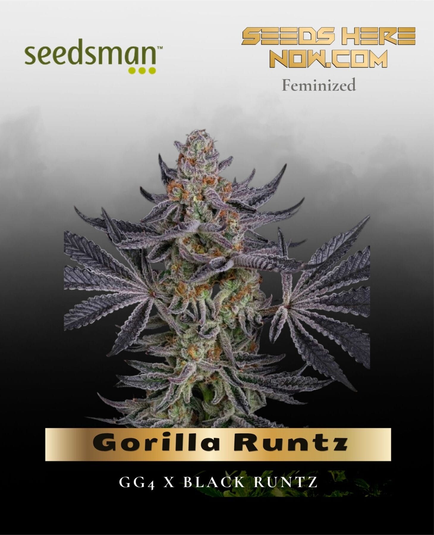 Gorilla Runtz (Feminized) - Seedsman