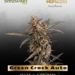 Green Crack Auto (Feminized) - Seedsman