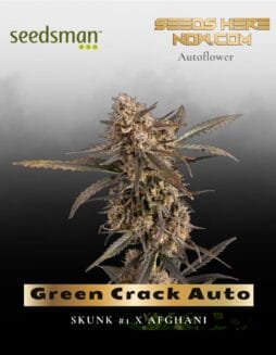 Green Crack Auto (Feminized) (space) Seedsman